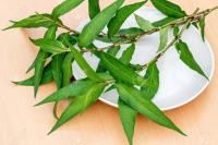 Vietnamese corriander 100g